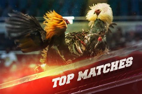 clash of odds sabong
